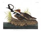 Hooded Merganser